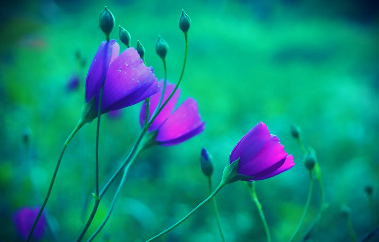 Photo wallpaper macro, nature, petals, stem, meadow