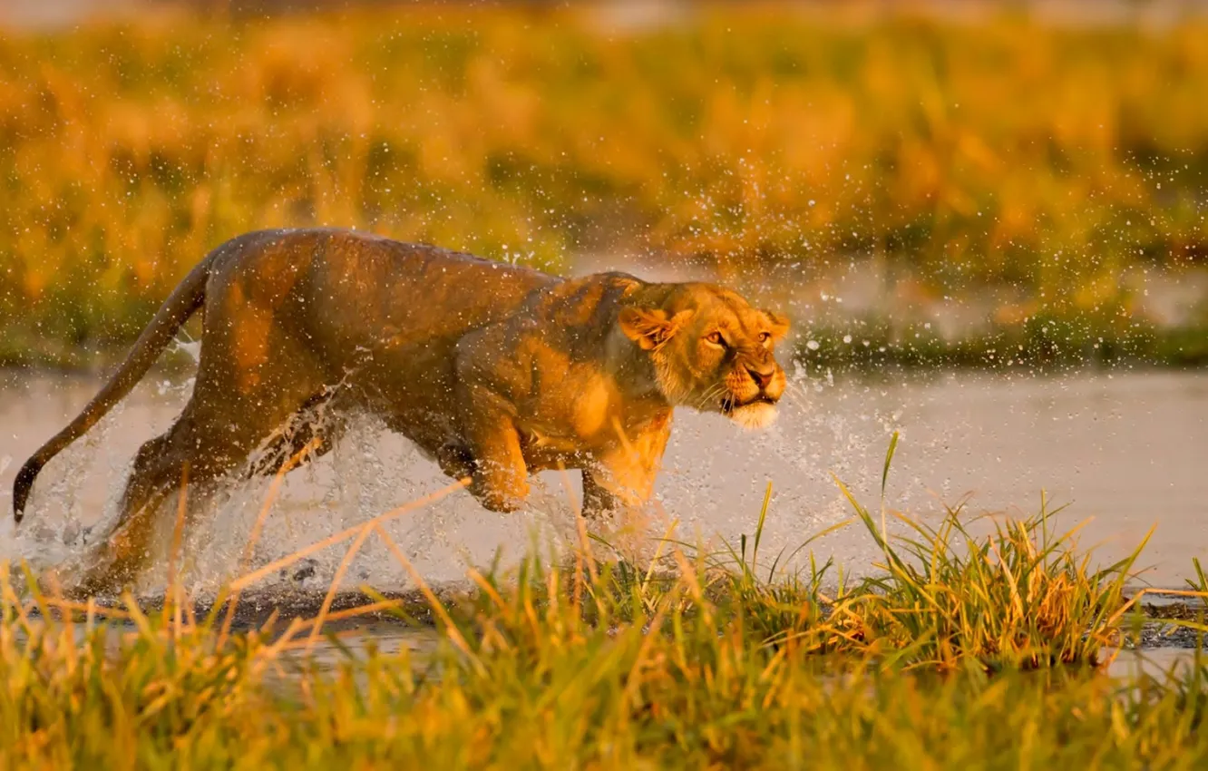 Photo wallpaper grass, squirt, Leo, Africa