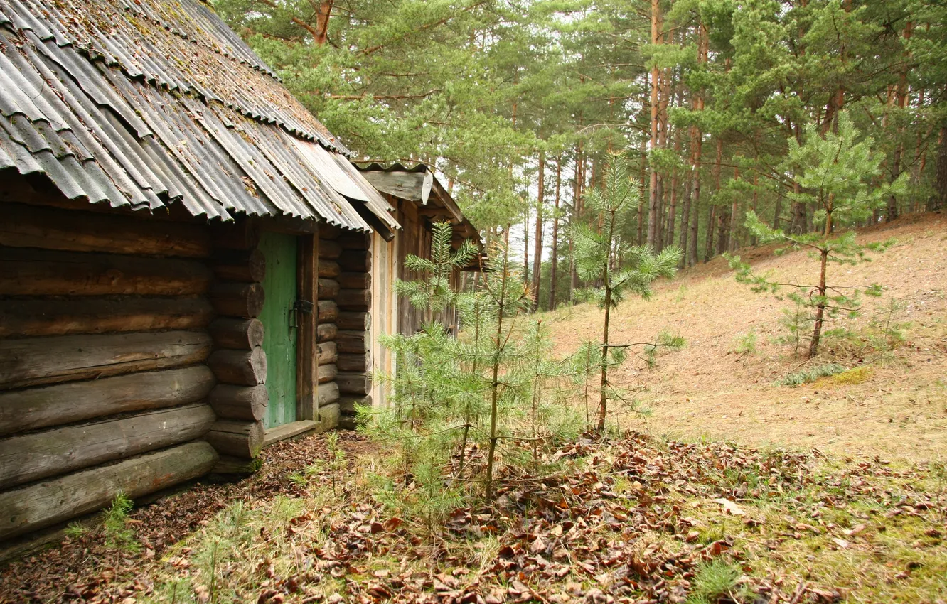 Photo wallpaper forest, nature, stay, walk, pine, hut, pine forest