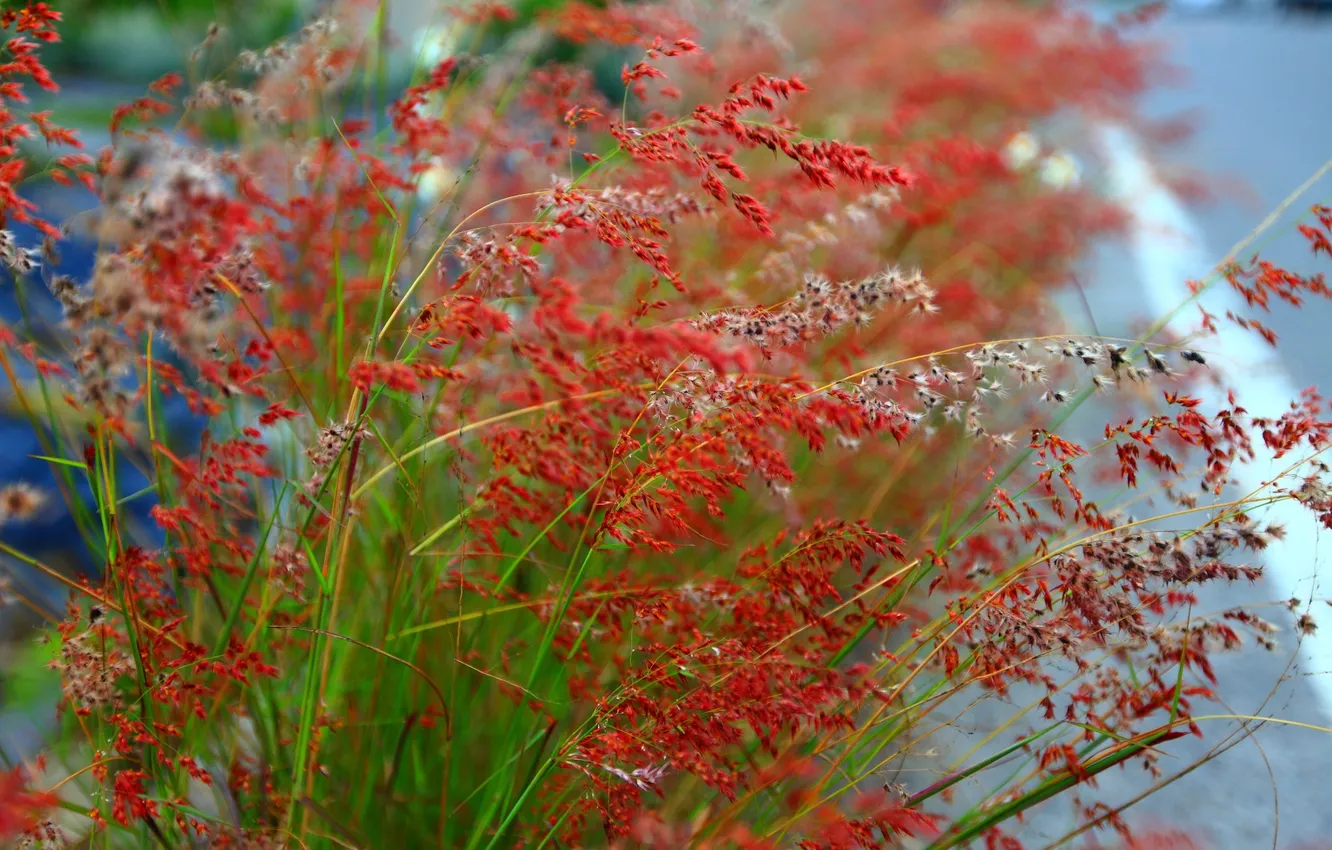 Photo wallpaper grass, nature, plant
