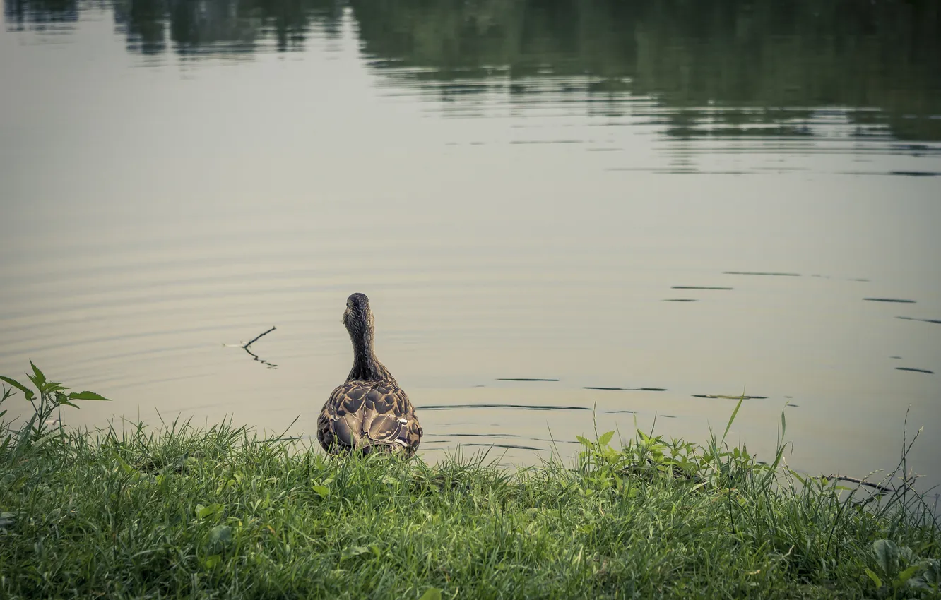 Photo wallpaper grass, water, lake, pond, bird, feathers, duck