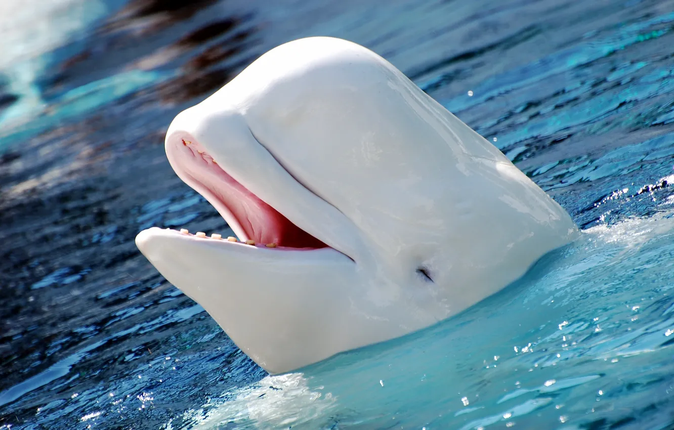 Photo wallpaper white, animal, Beluga, Best-Wallpaper