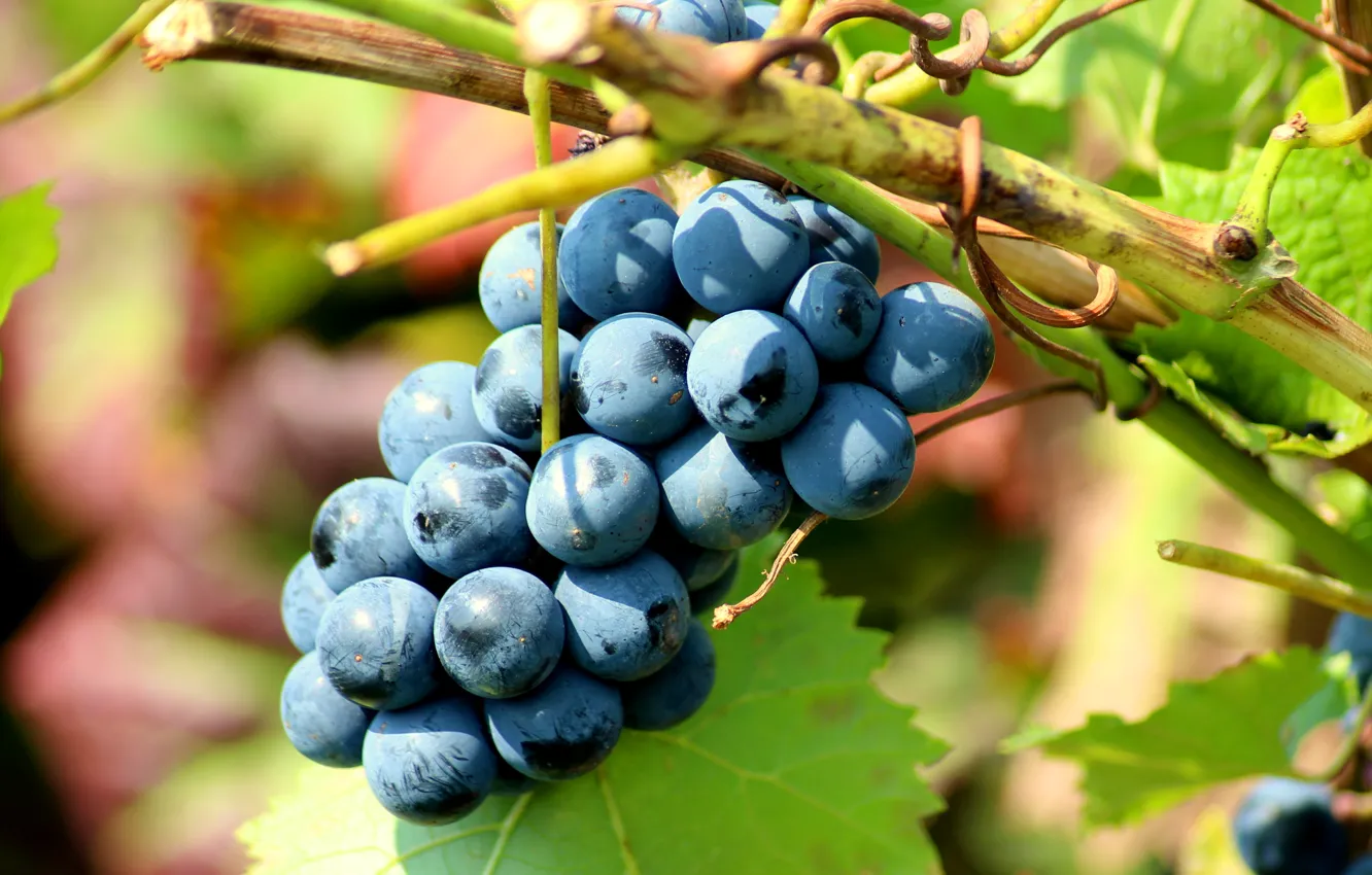 Photo wallpaper leaves, blue, berries, background, food, grapes, bunch, fruit