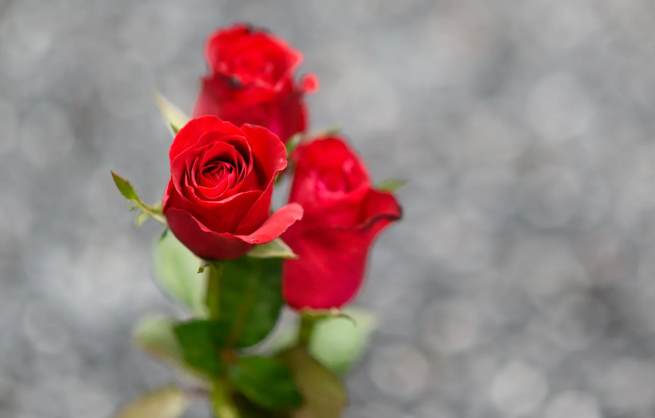 Photo wallpaper background, roses, red, bokeh