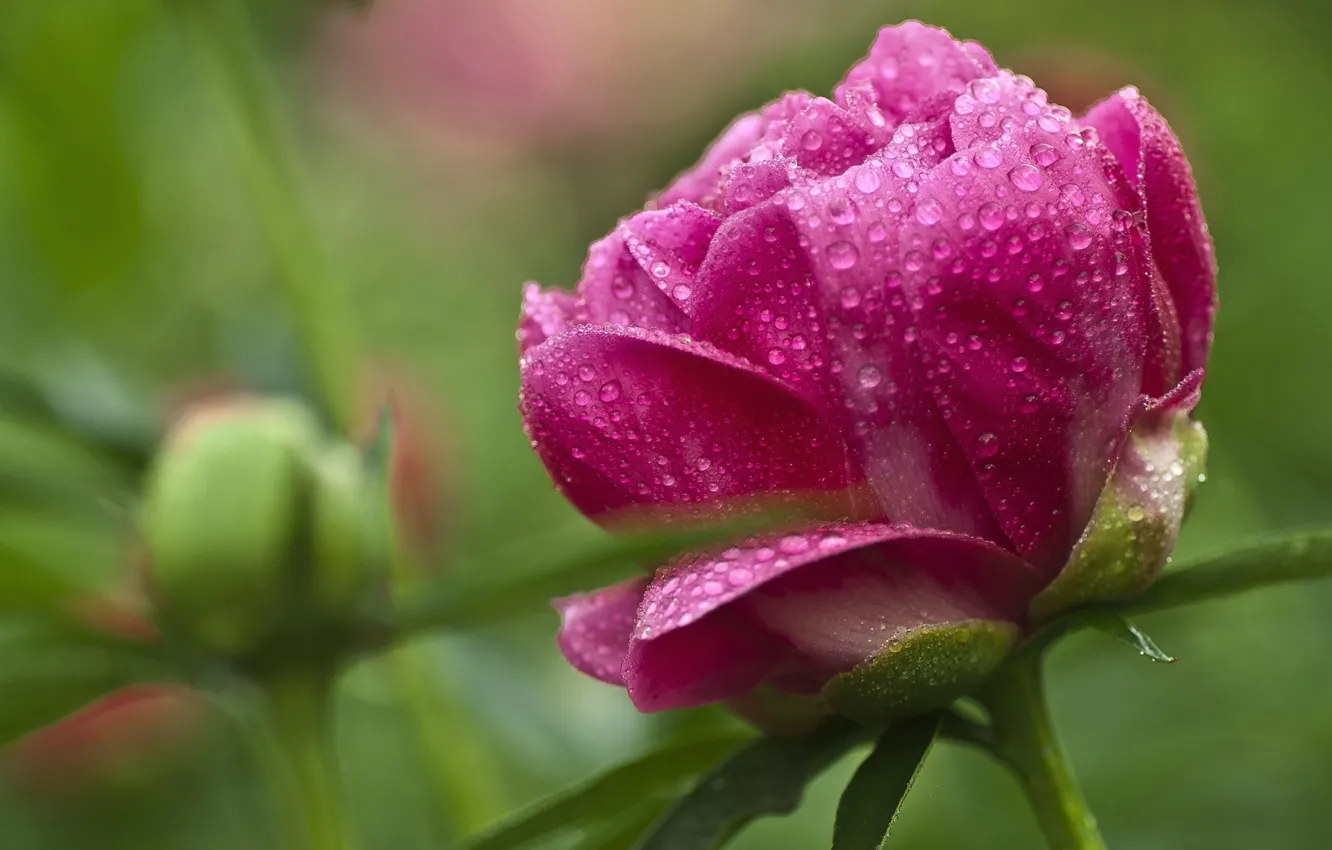 Photo wallpaper drops, background, buds, peony