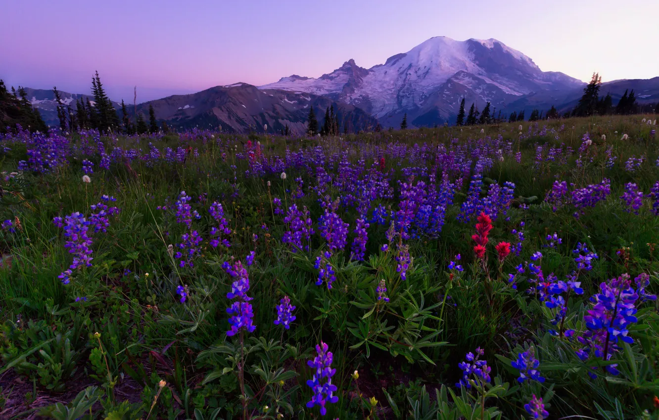 Photo wallpaper flowers, mountains, lilac, lupins