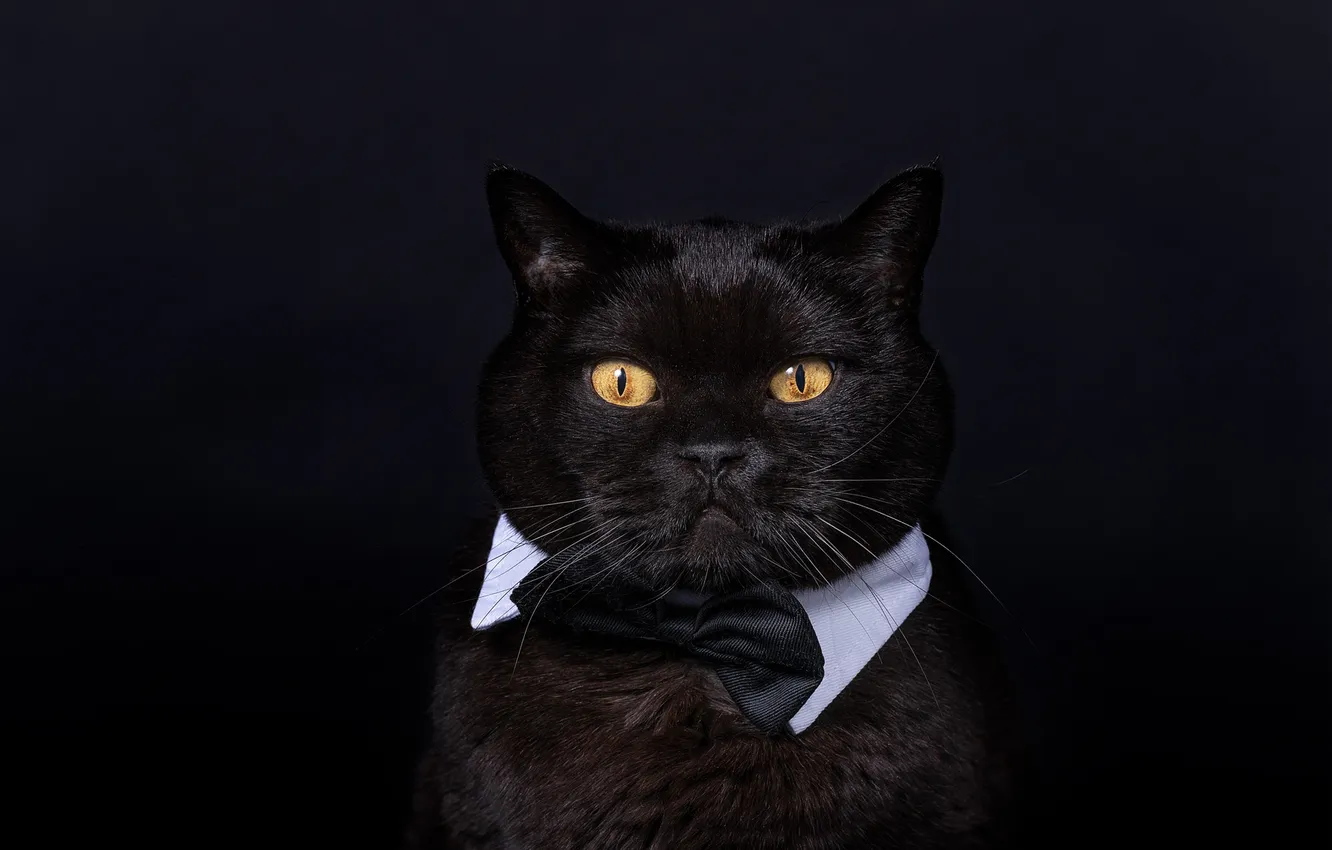 Photo wallpaper cat, cat, look, pose, black, portrait, black background, face