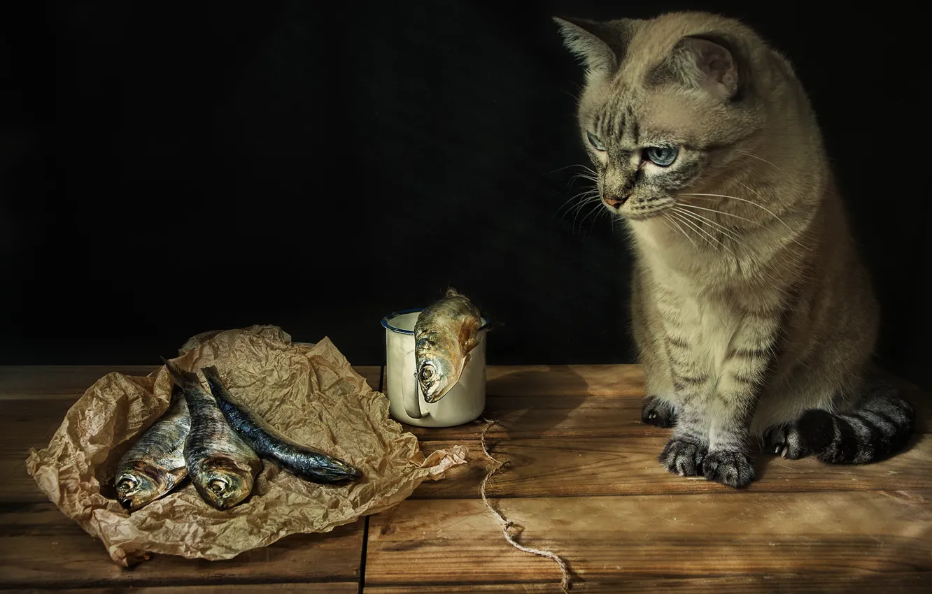 Photo wallpaper cat, background, fish