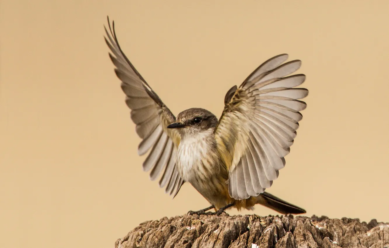 Photo wallpaper bird, wings, female, red Tyrann