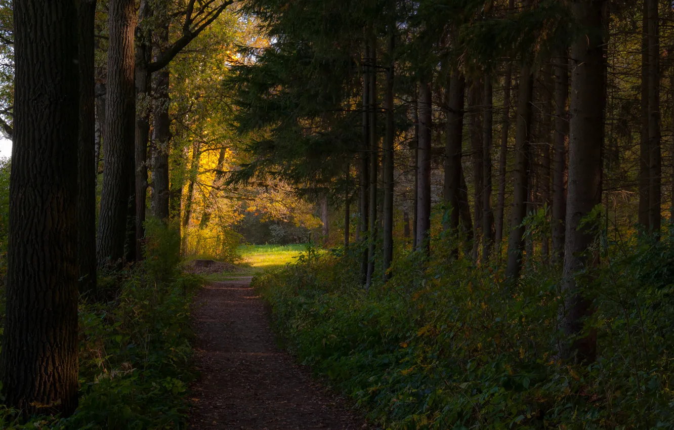 Photo wallpaper autumn, forest, light, path