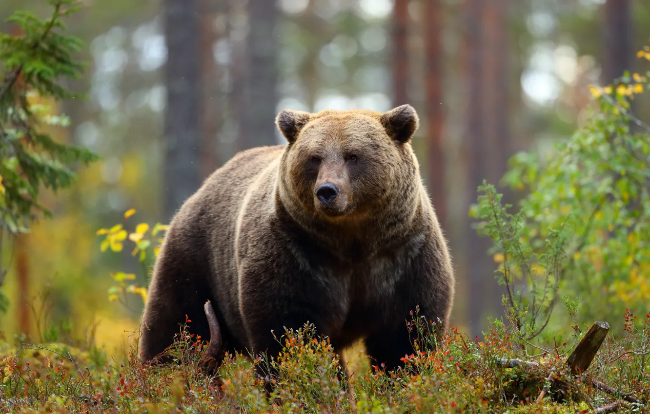 Photo wallpaper autumn, forest, face, bear, shrub