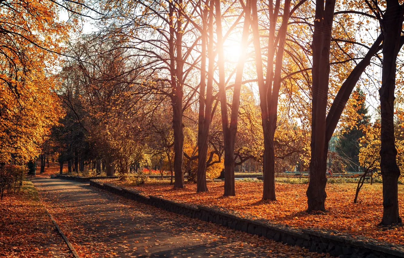 Photo wallpaper autumn, leaves, trees, Park, nature, park, autumn, leaves