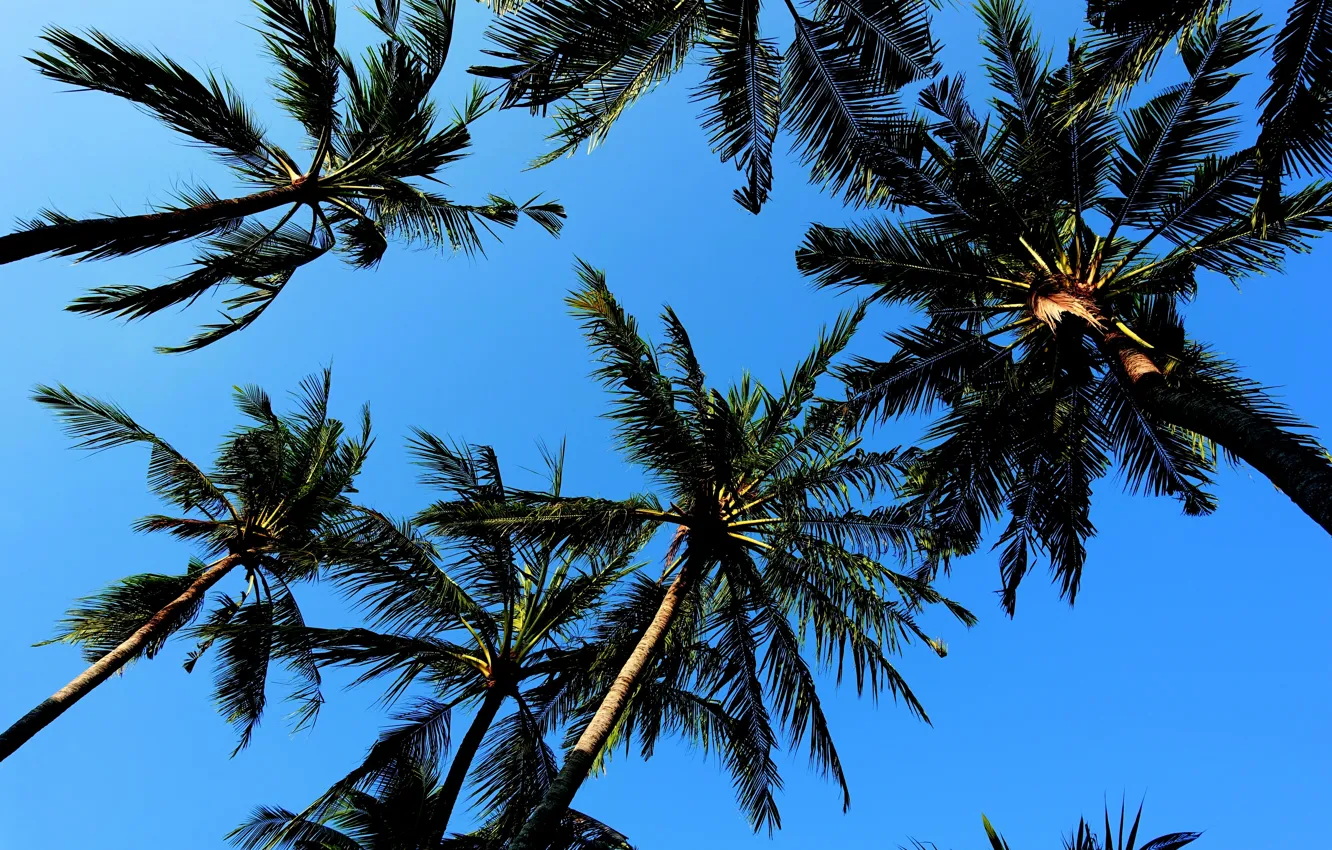 Photo wallpaper the sky, landscape, Palm trees