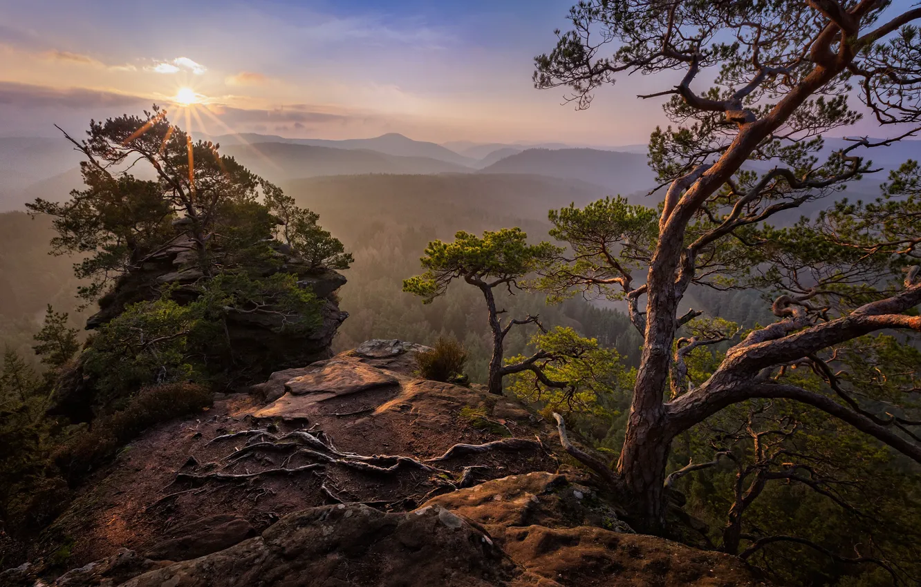 Photo wallpaper summer, the sky, the sun, rays, light, trees, mountains, branches