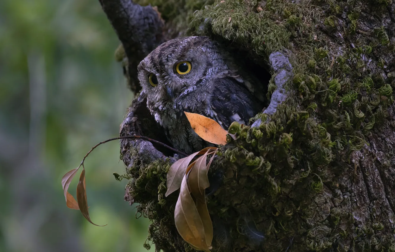 Photo wallpaper autumn, look, trees, owl, leaf, the hollow