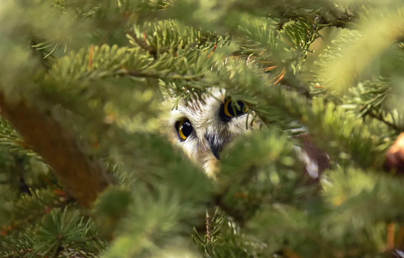 Photo wallpaper look, branches, owl, bird, needles, coniferous, bokeh, Peeps