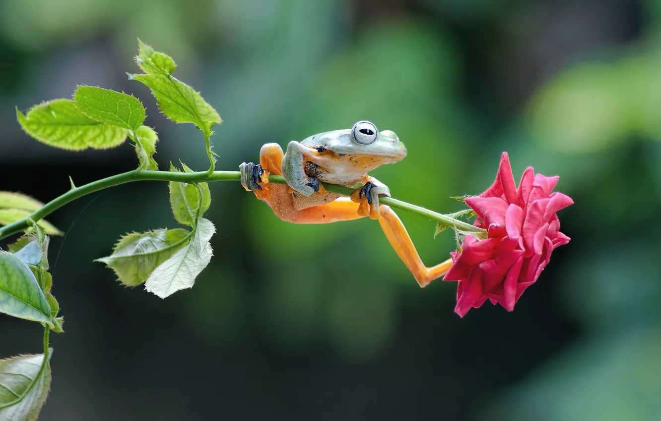 Photo wallpaper flower, rose, frog, stem