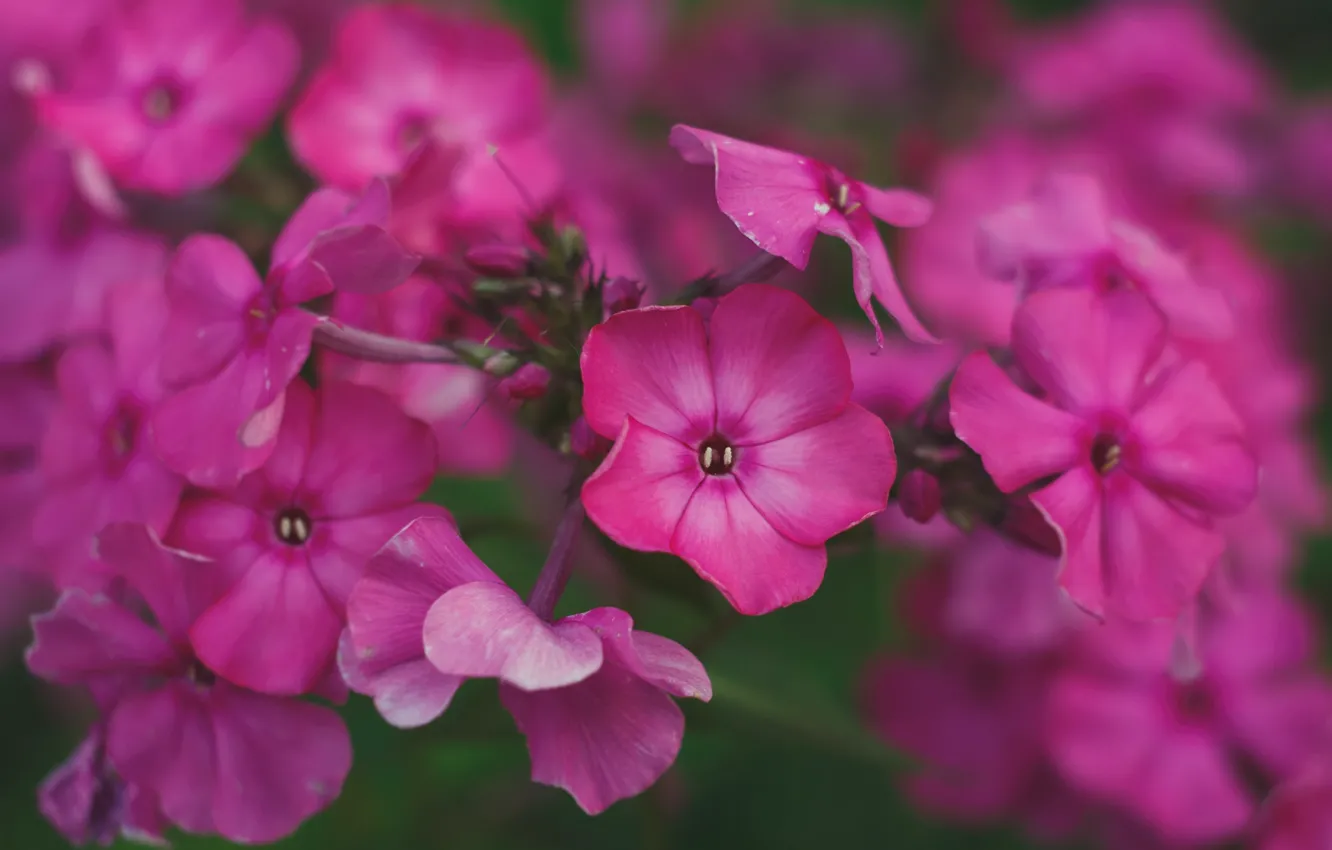 Photo wallpaper flowers, pink, Phlox