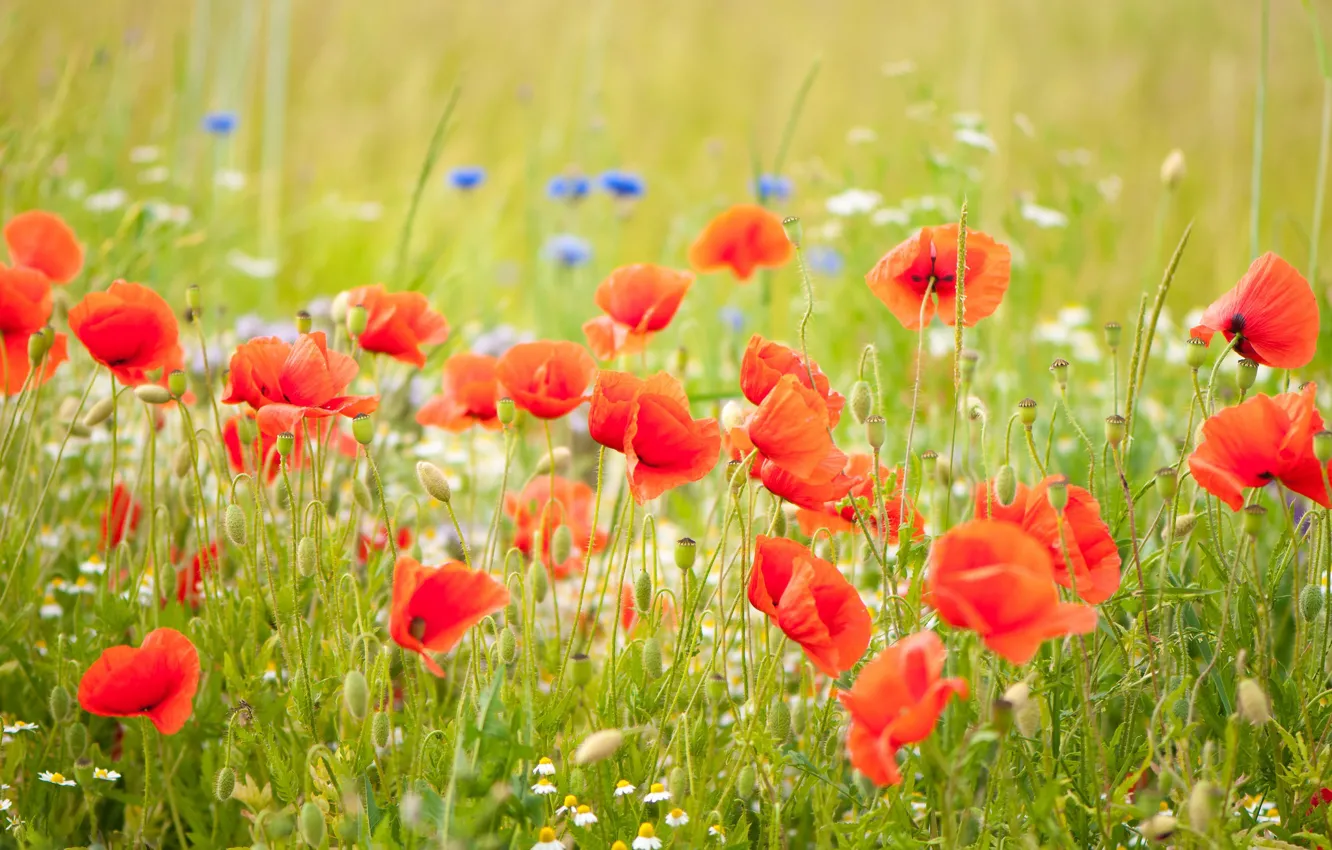 Photo wallpaper flowers, red, Maki, poppy field