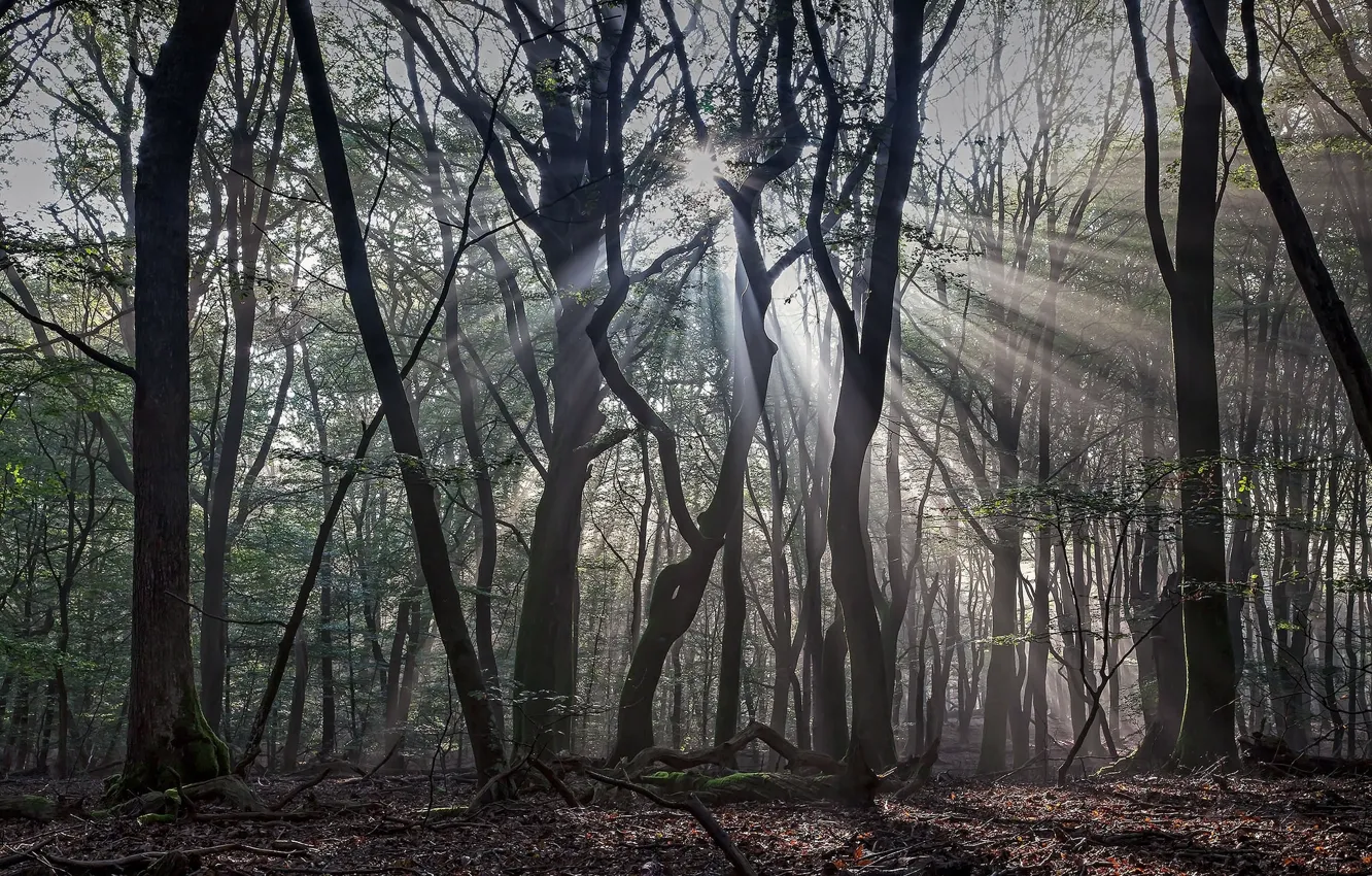 Photo wallpaper forest, light, shadow, spring, the sun's rays
