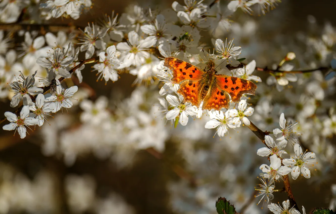 Photo wallpaper flowers, butterfly, spring, plum
