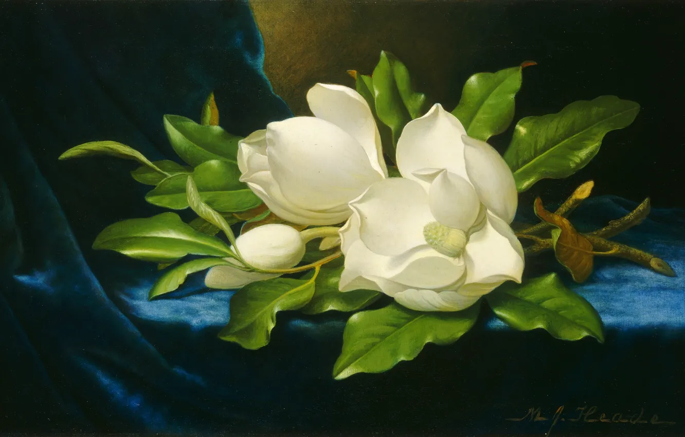 Photo wallpaper picture, painting, Martin Johnson Heade, Magnolia on blue velvet, Giant Magnolias on a Blue Velvet, …