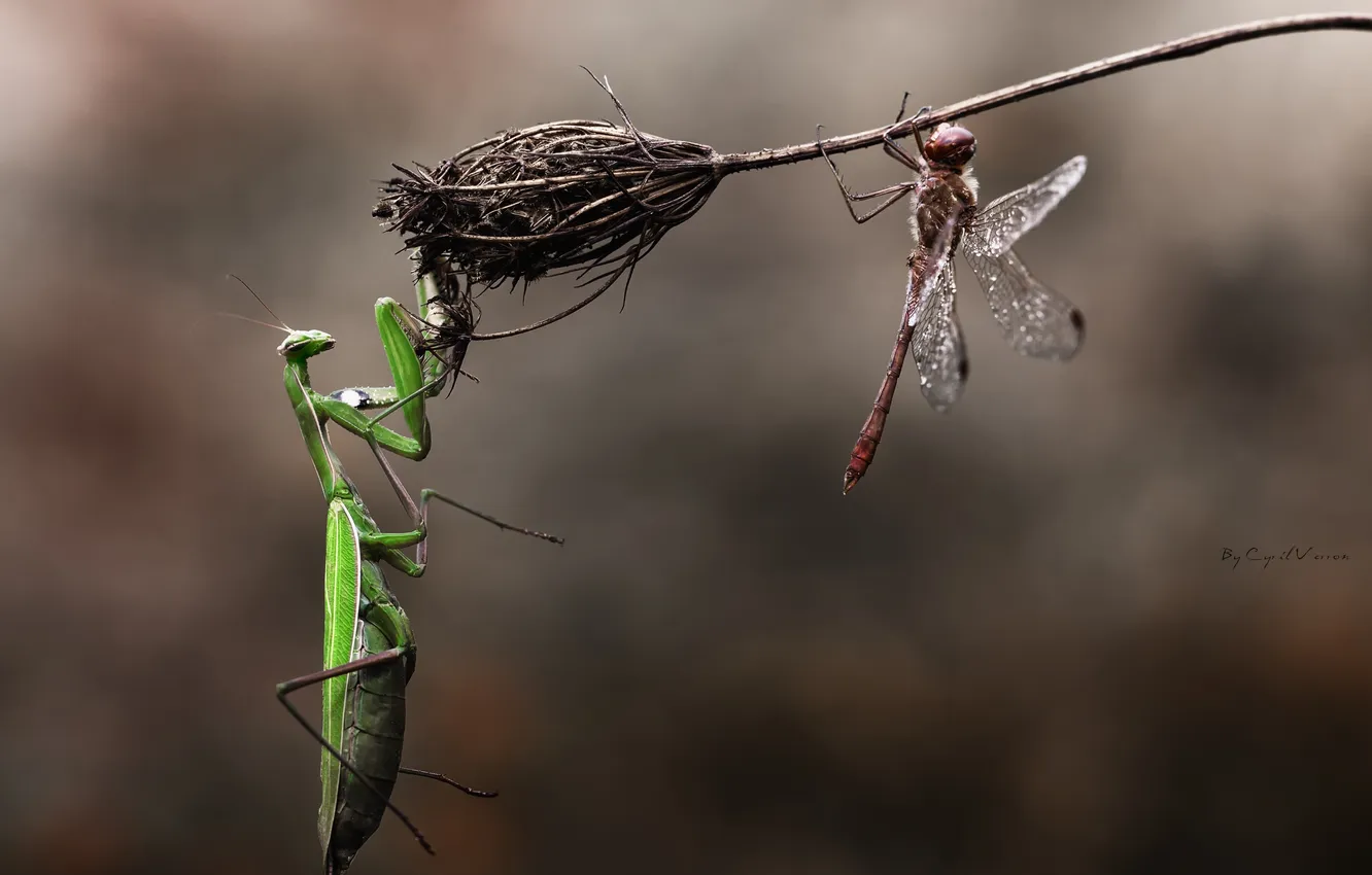 Photo wallpaper macro, flowers, danger, mantis, dragonfly, insect, a blade of grass, Dry