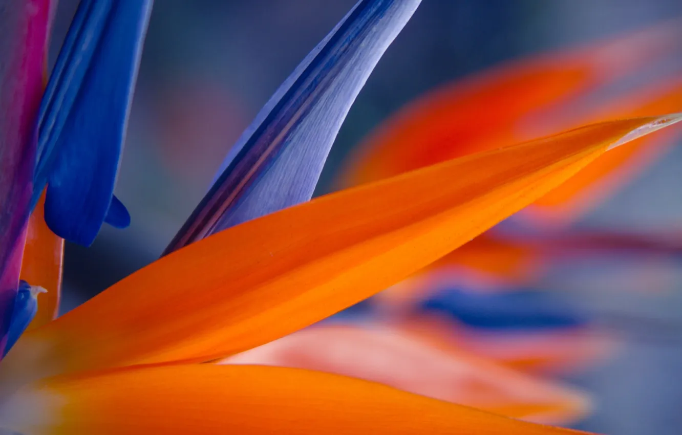 Photo wallpaper macro, flowers, orange