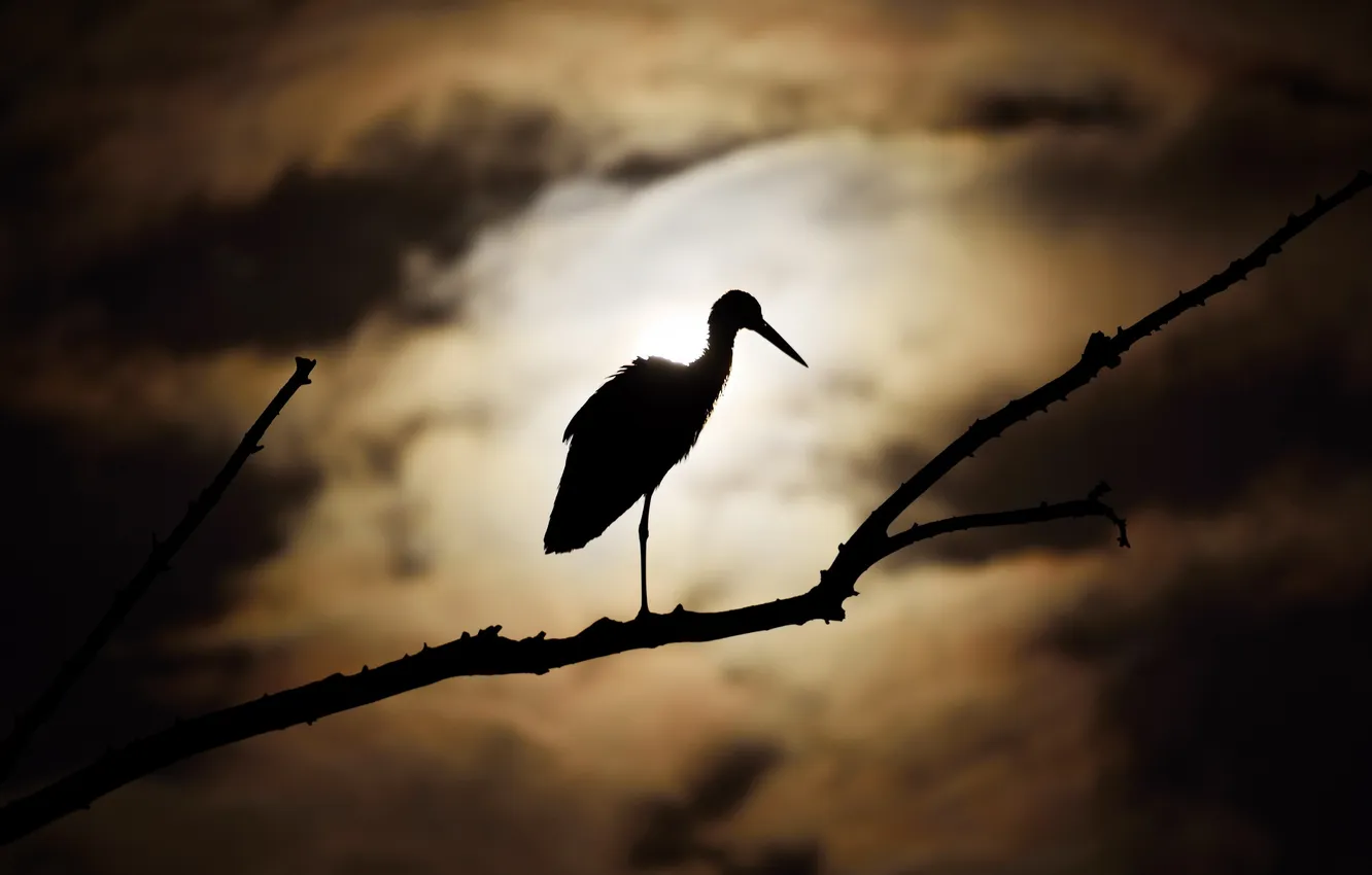 Photo wallpaper night, bird, branch