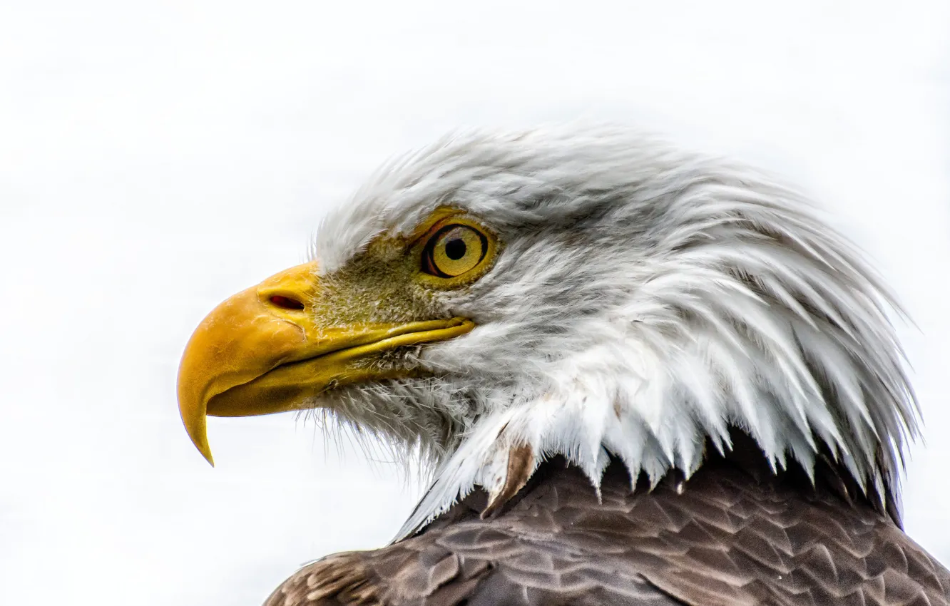 Photo wallpaper bird, feathers, beak, bald eagle