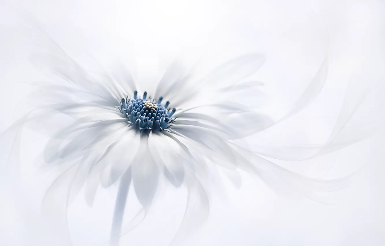 Photo wallpaper petals, white background, Osteospermum, Osteospermum