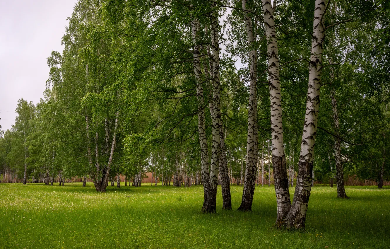 Photo wallpaper greens, forest, summer, grass, glade, birch, birch, grove