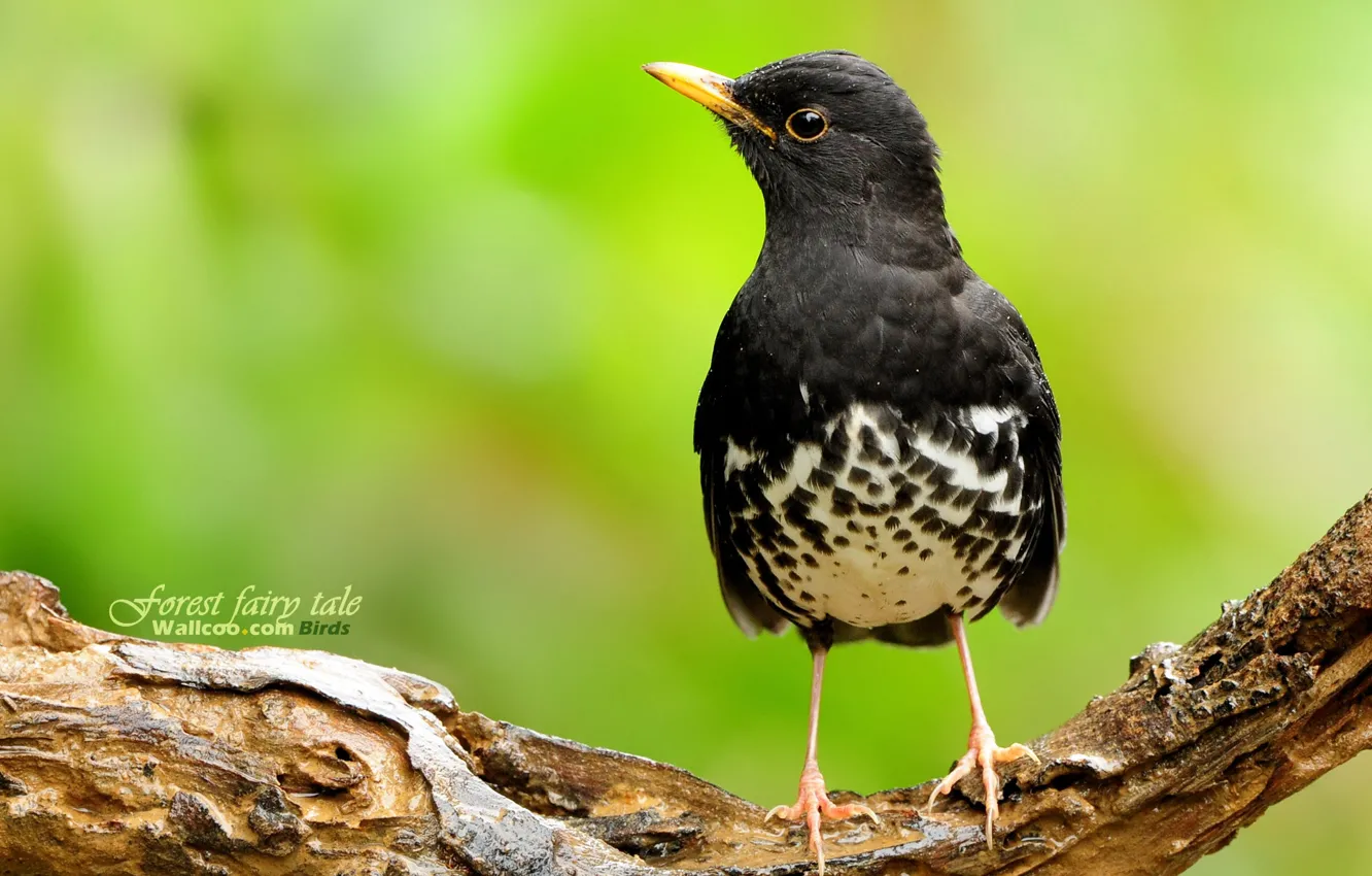 Photo wallpaper forest, bird, leaves, tree, color, spring, Beautifull, BURST