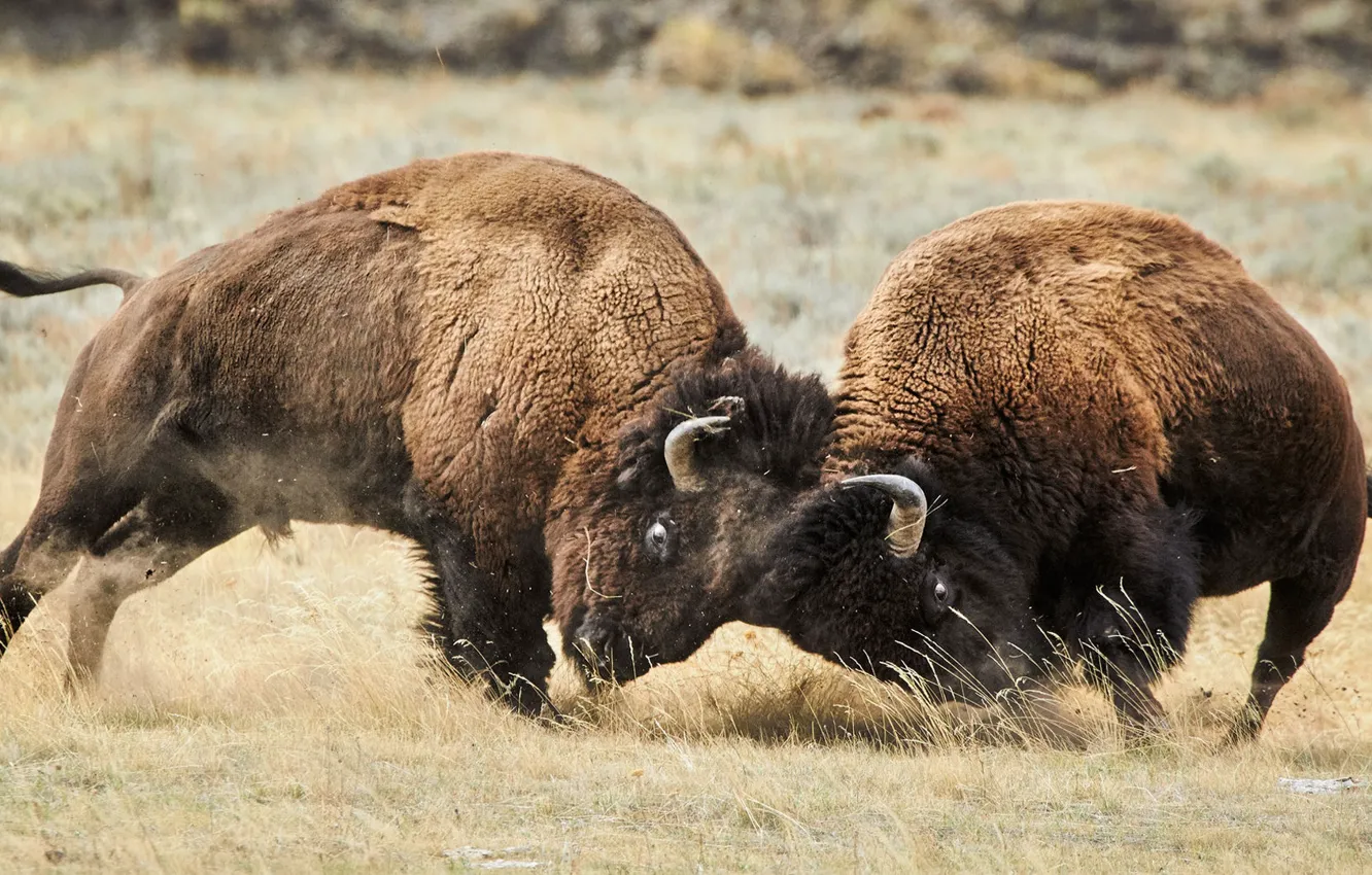 Photo wallpaper animals, montana, bison batle
