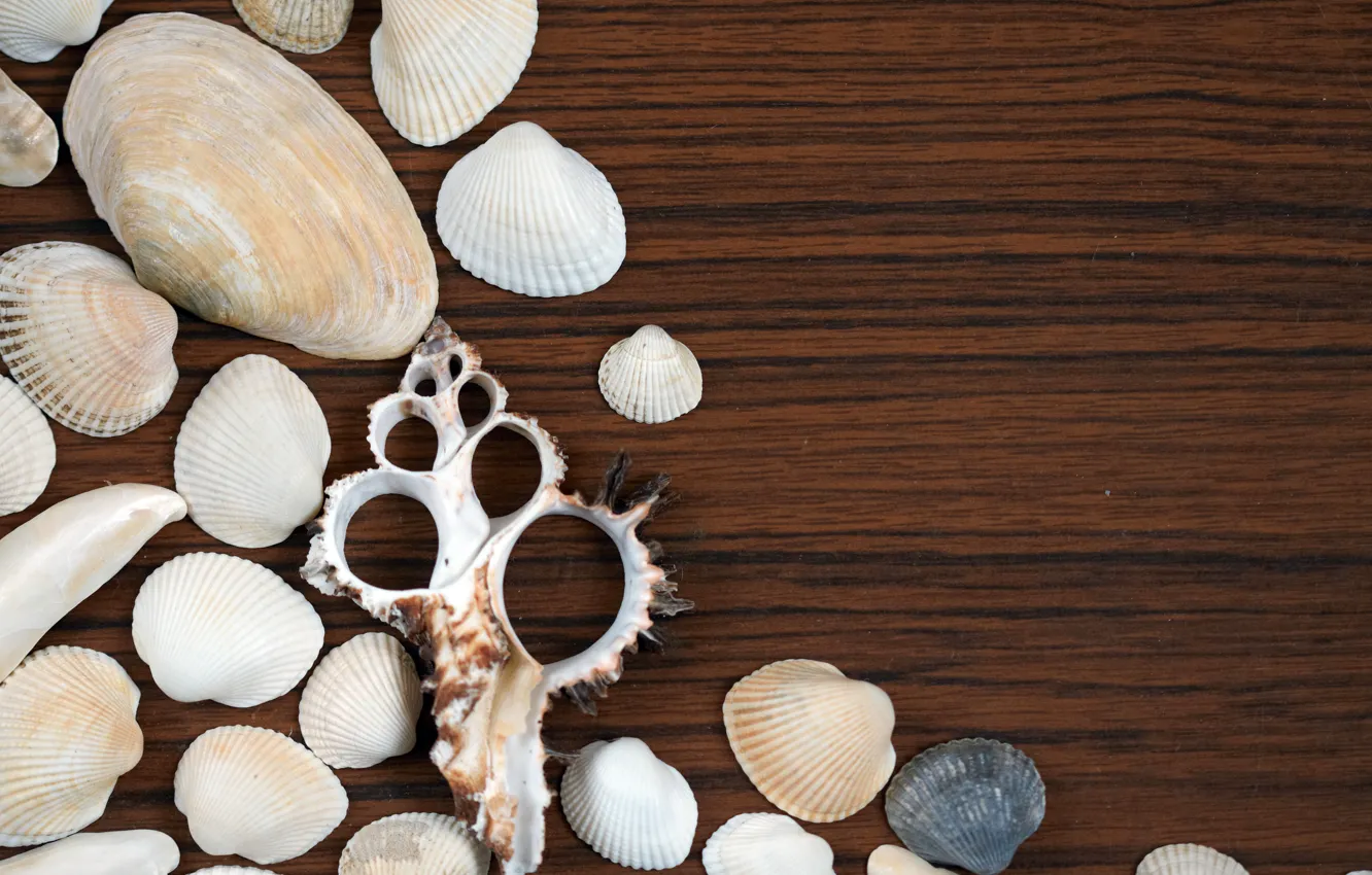 Photo wallpaper background, Wooden background, Seashells