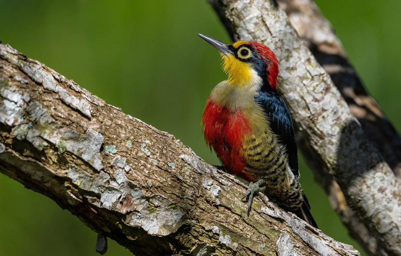 Photo wallpaper macro, close-up, bird, branch, woodpecker