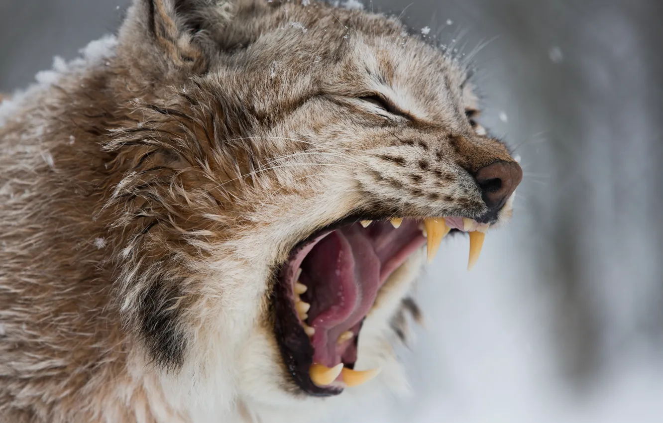Photo wallpaper snow, lynx, feline