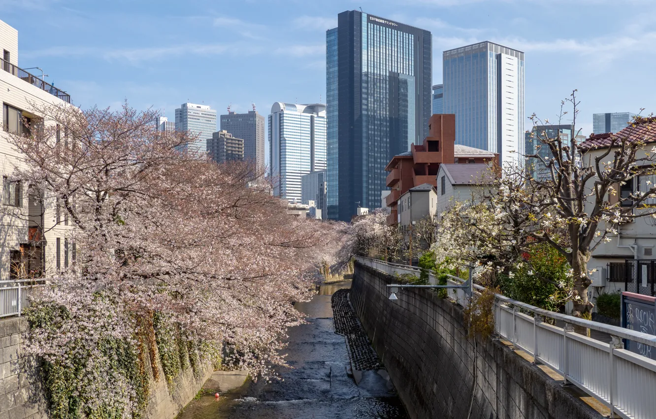 Photo wallpaper Home, The city, Spring, River, Sakura, Japan, Channel, Building