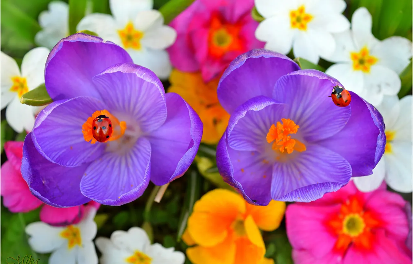 Photo wallpaper Flowers, Flowers, Crocuses, Crocuses, Purple flowers