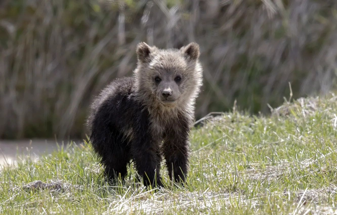 Photo wallpaper summer, nature, bear