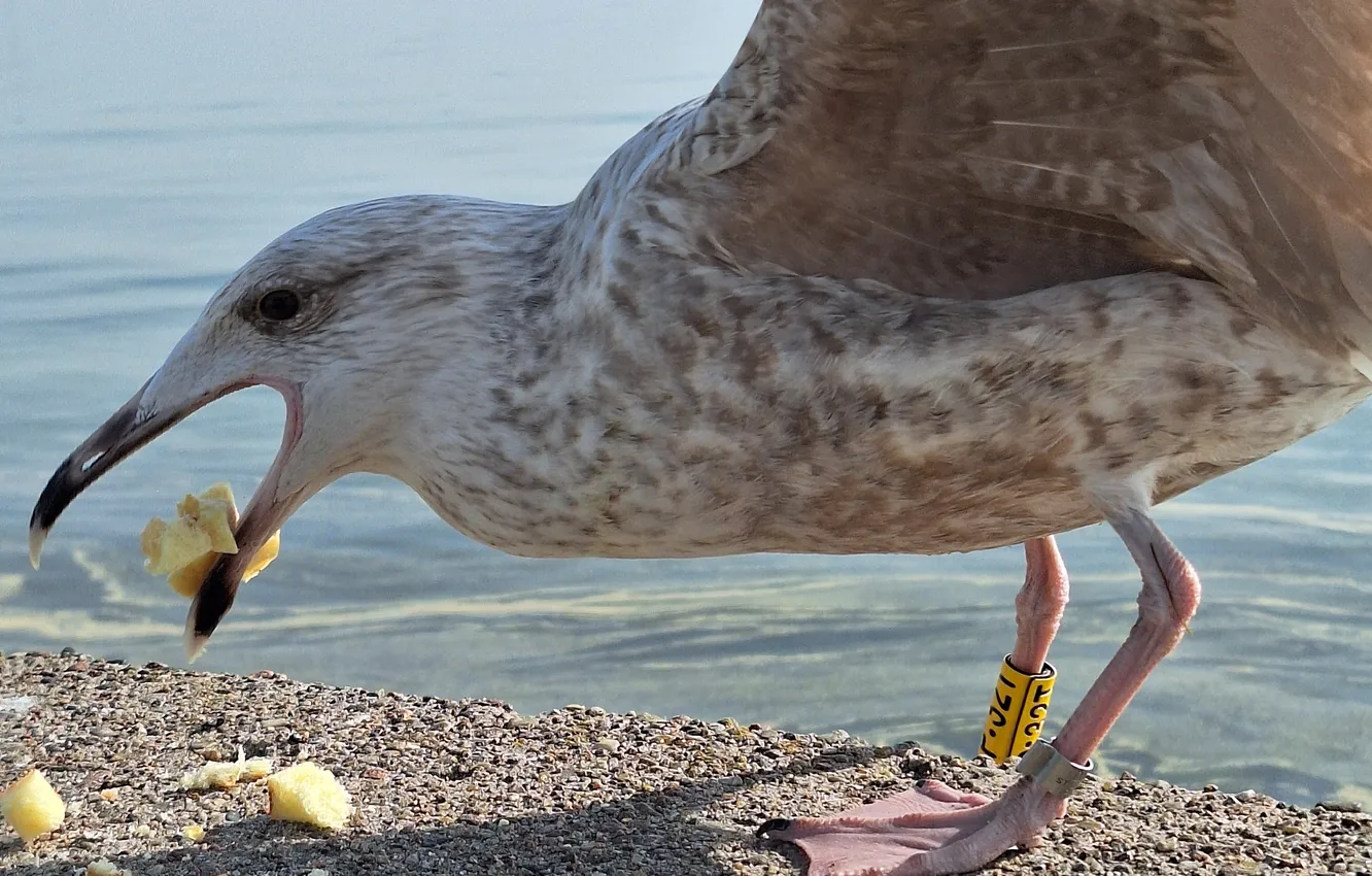 Photo wallpaper Rybitwa, food, Bird