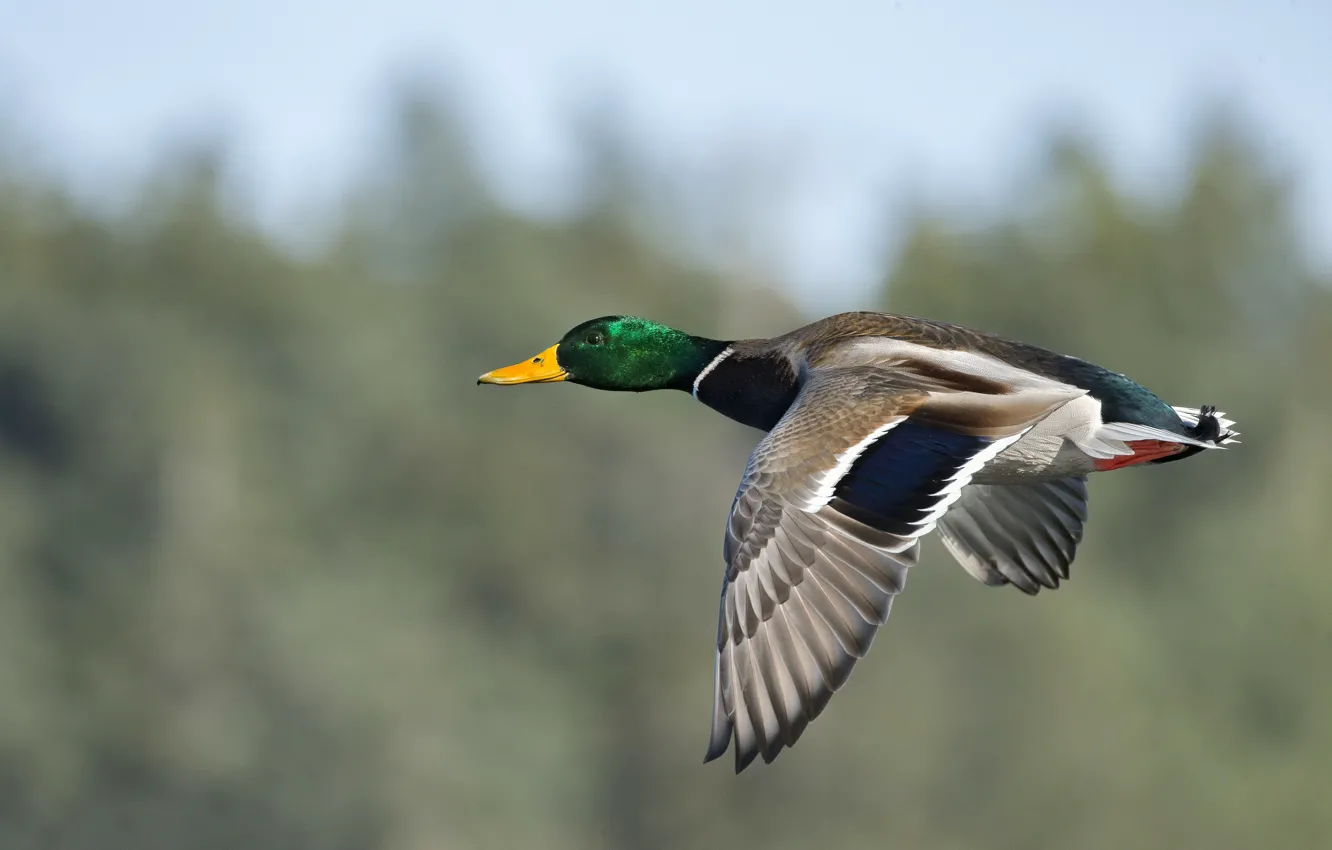 Photo wallpaper flight, bird, duck, bokeh, Drake