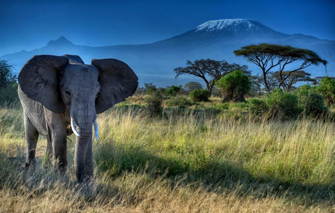 Photo wallpaper grass, trees, nature, animal, Africa, Elephant, ears, tusks