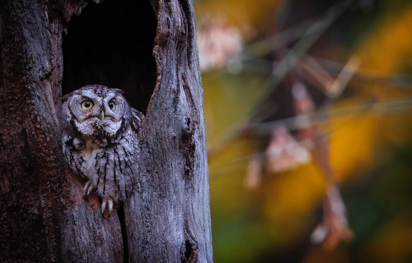 Photo wallpaper look, trees, nature, owl, bird, trunk, bark, bokeh