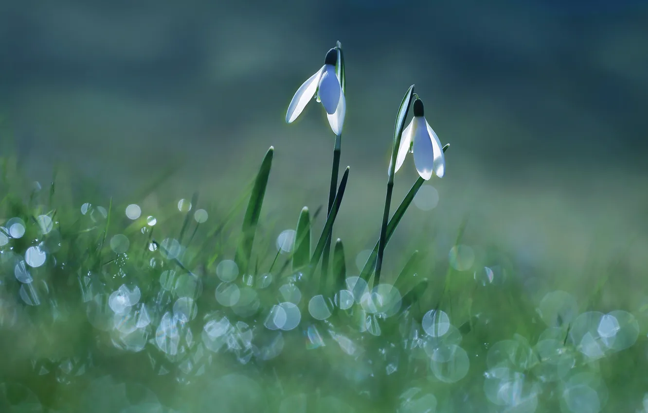 Photo wallpaper light, flowers, glade, spring, snowdrops, white, a couple, two