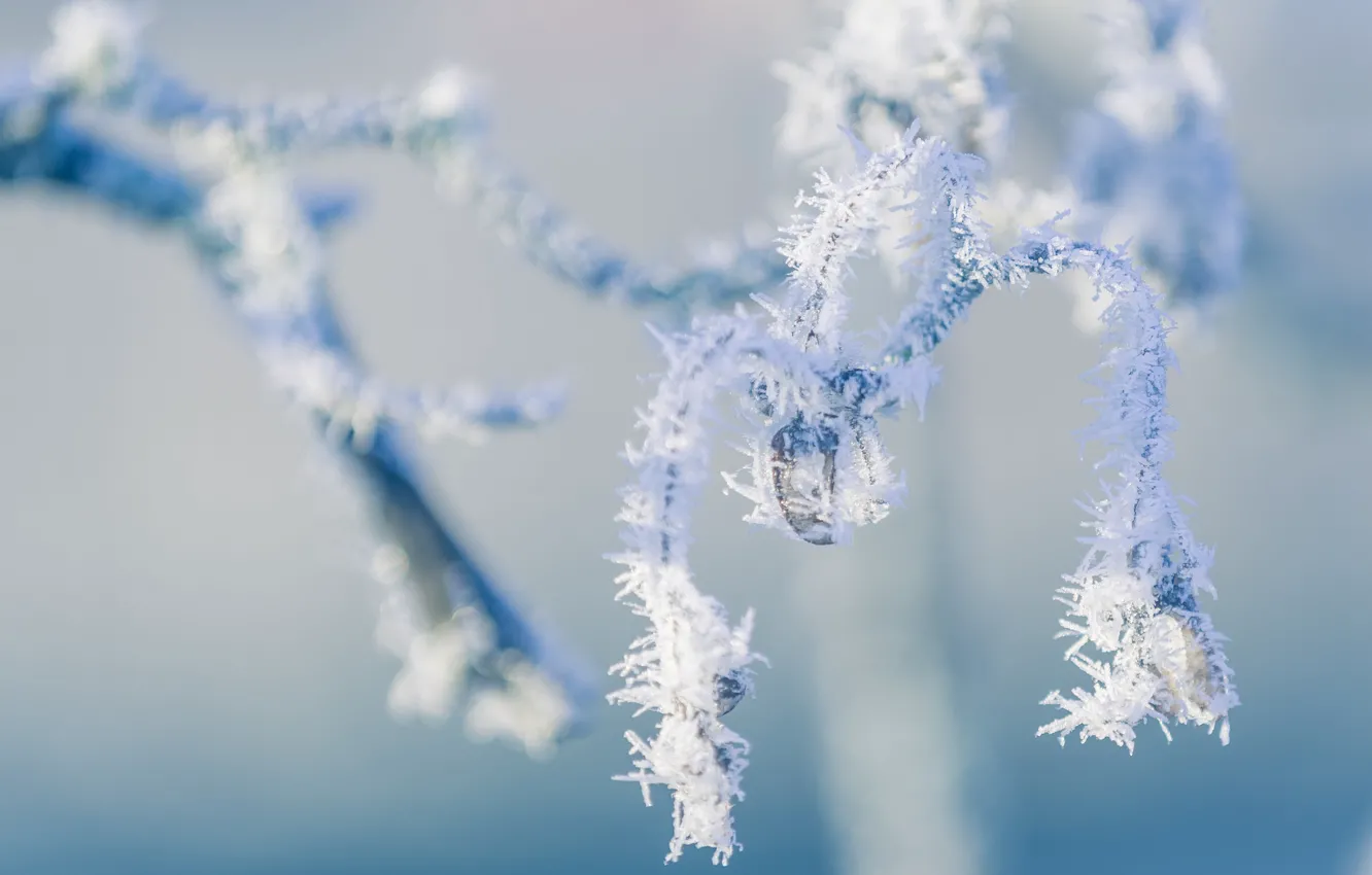Photo wallpaper winter, frost, macro, nature, branch, frost