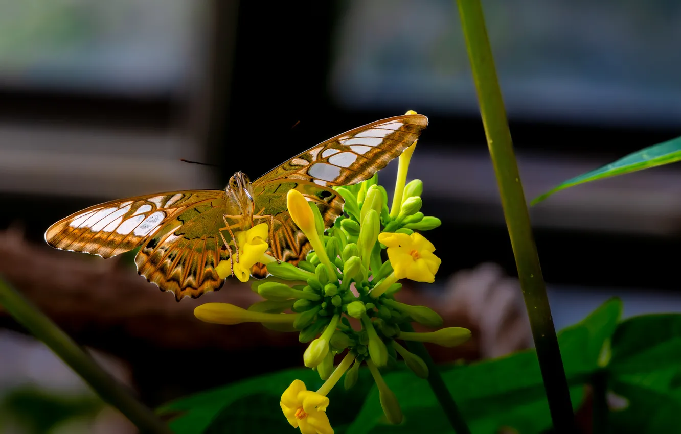 Photo wallpaper butterfly, insect, closeup