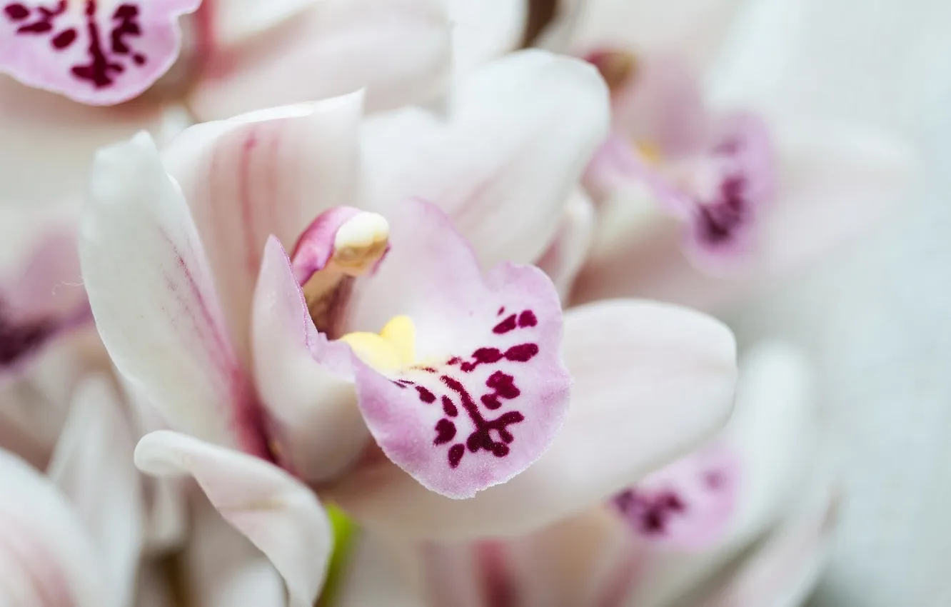 Photo wallpaper flowers, petals, white, Orchid