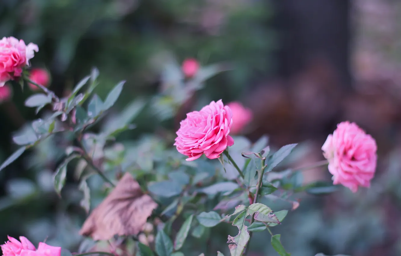 Photo wallpaper flowers, roses, petals, the bushes