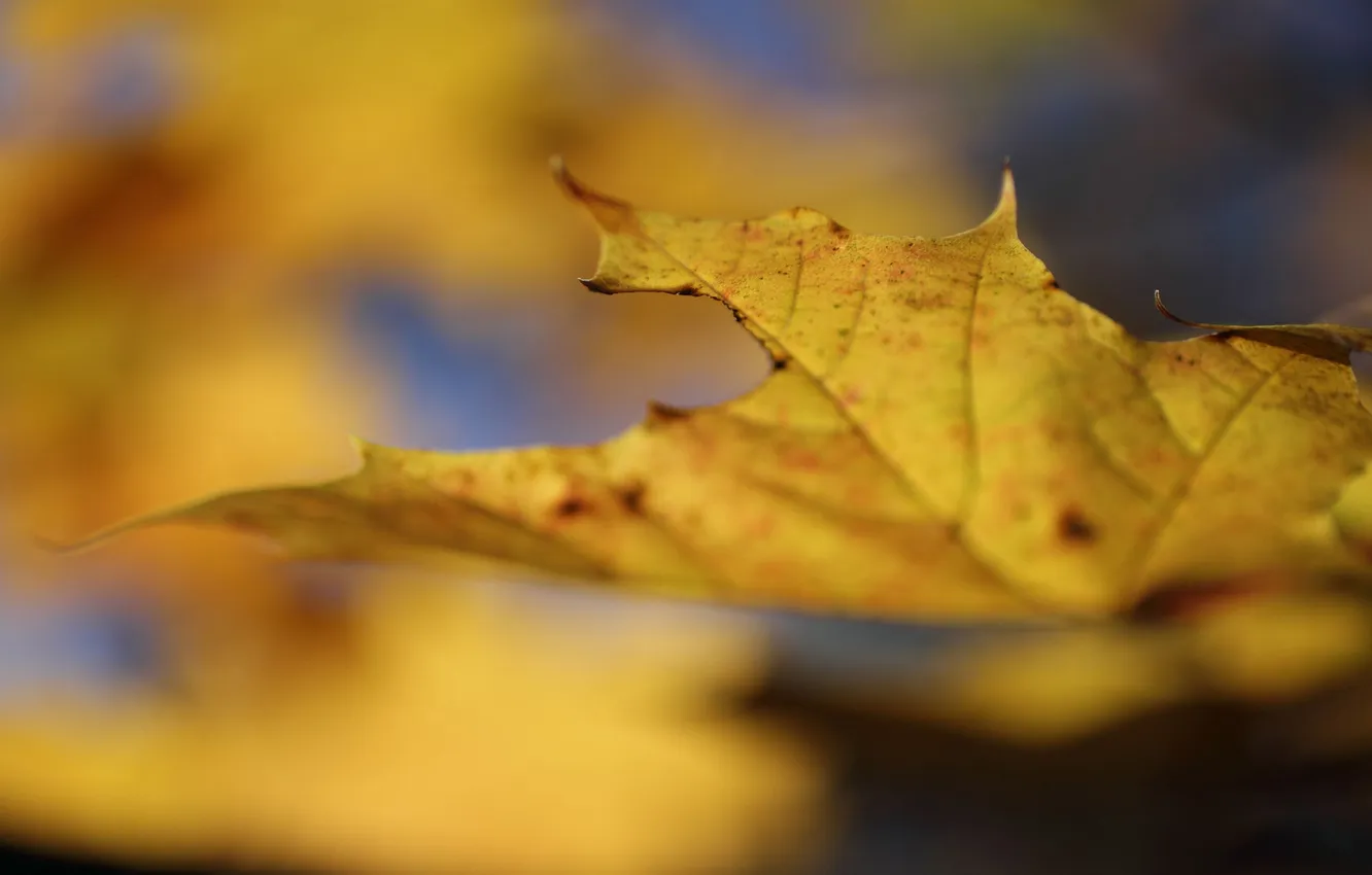Photo wallpaper autumn, leaves, macro, yellow, nature, maple